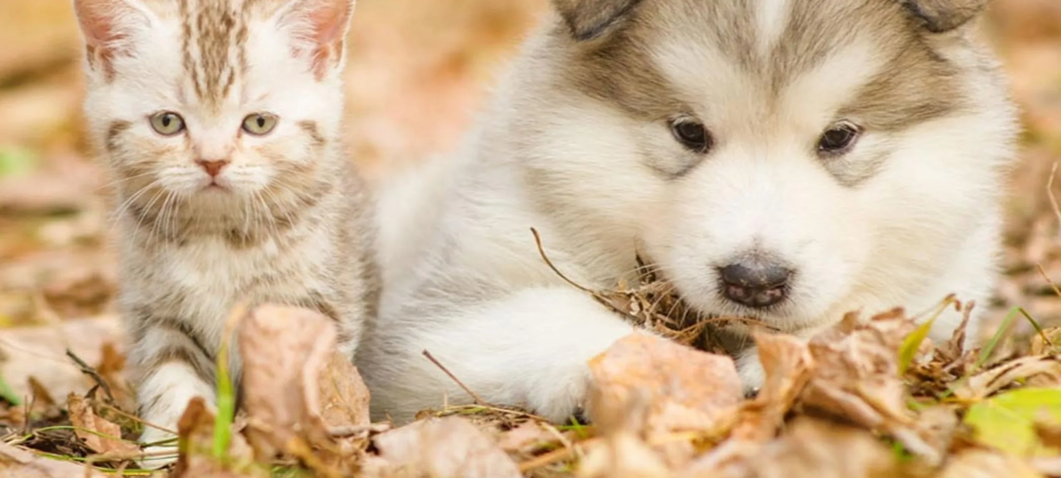 Kitten and puppy laying in leaves of grass Kitten and puppy laying in leaves of grass