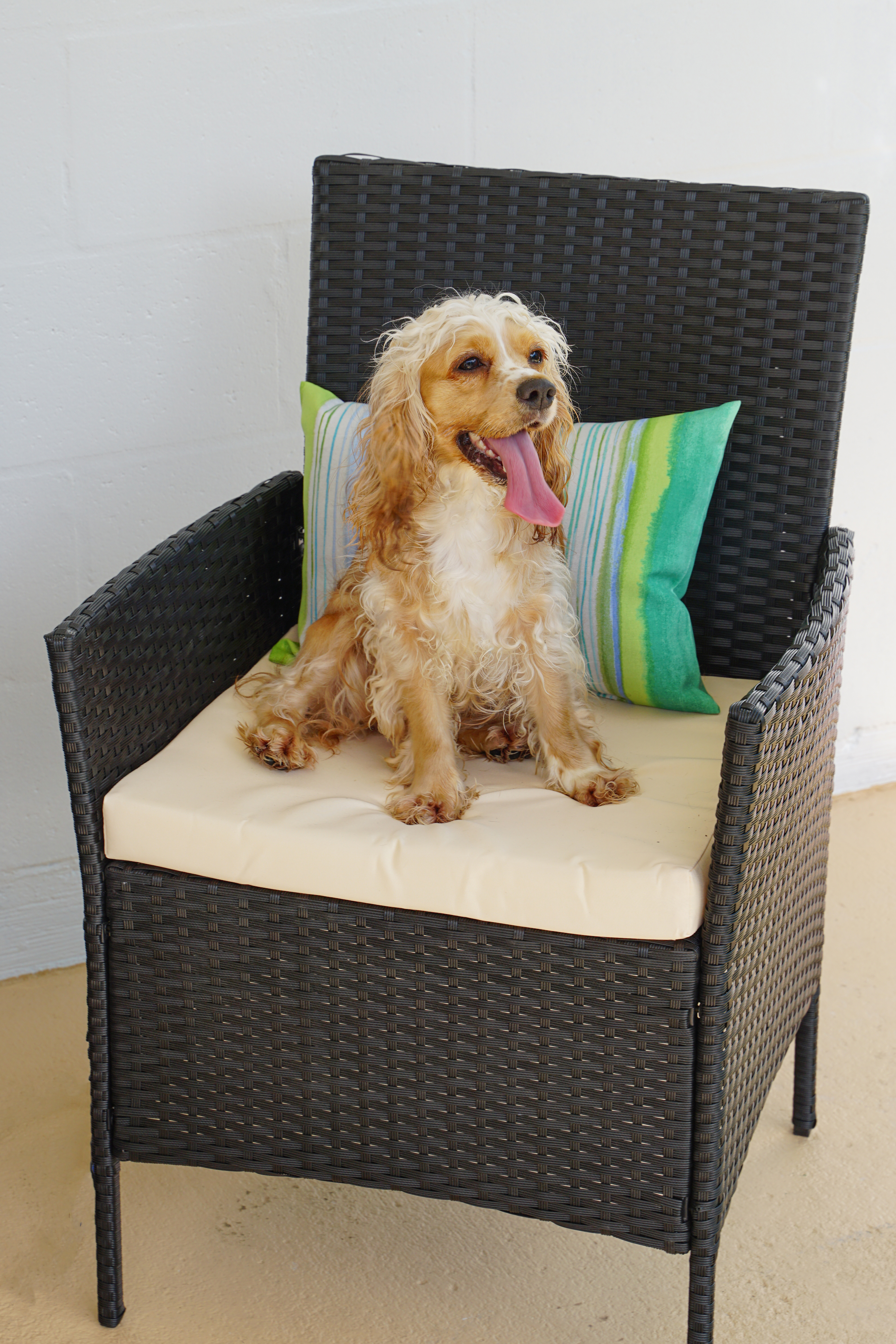 dog sitting on chair