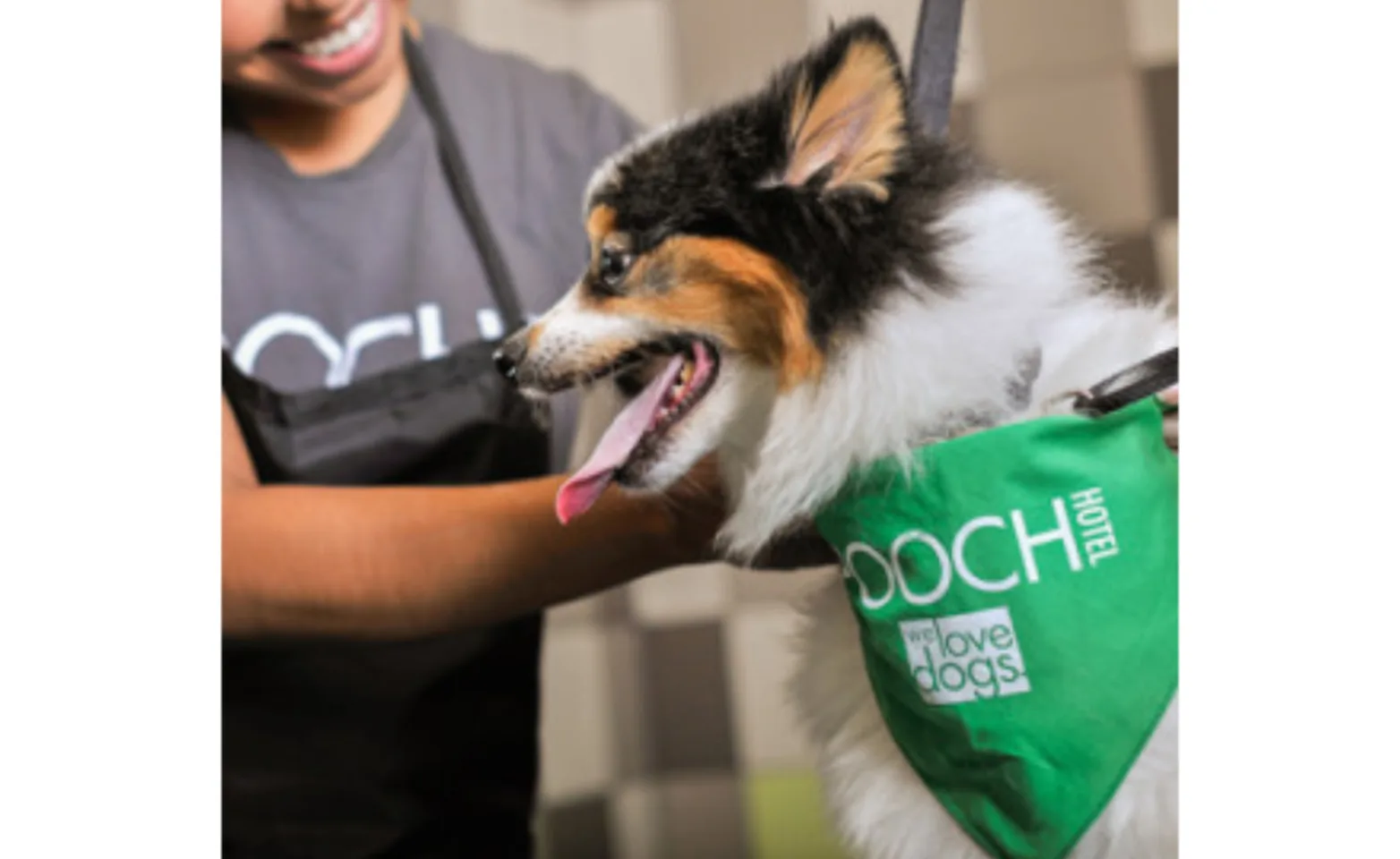 A Small Black/White Dog Getting Groomed at Pooch Hotel A Small Black/White Dog Getting Groomed at Pooch Hotel