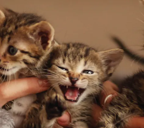 Kittens laying down wrapped in a blanket