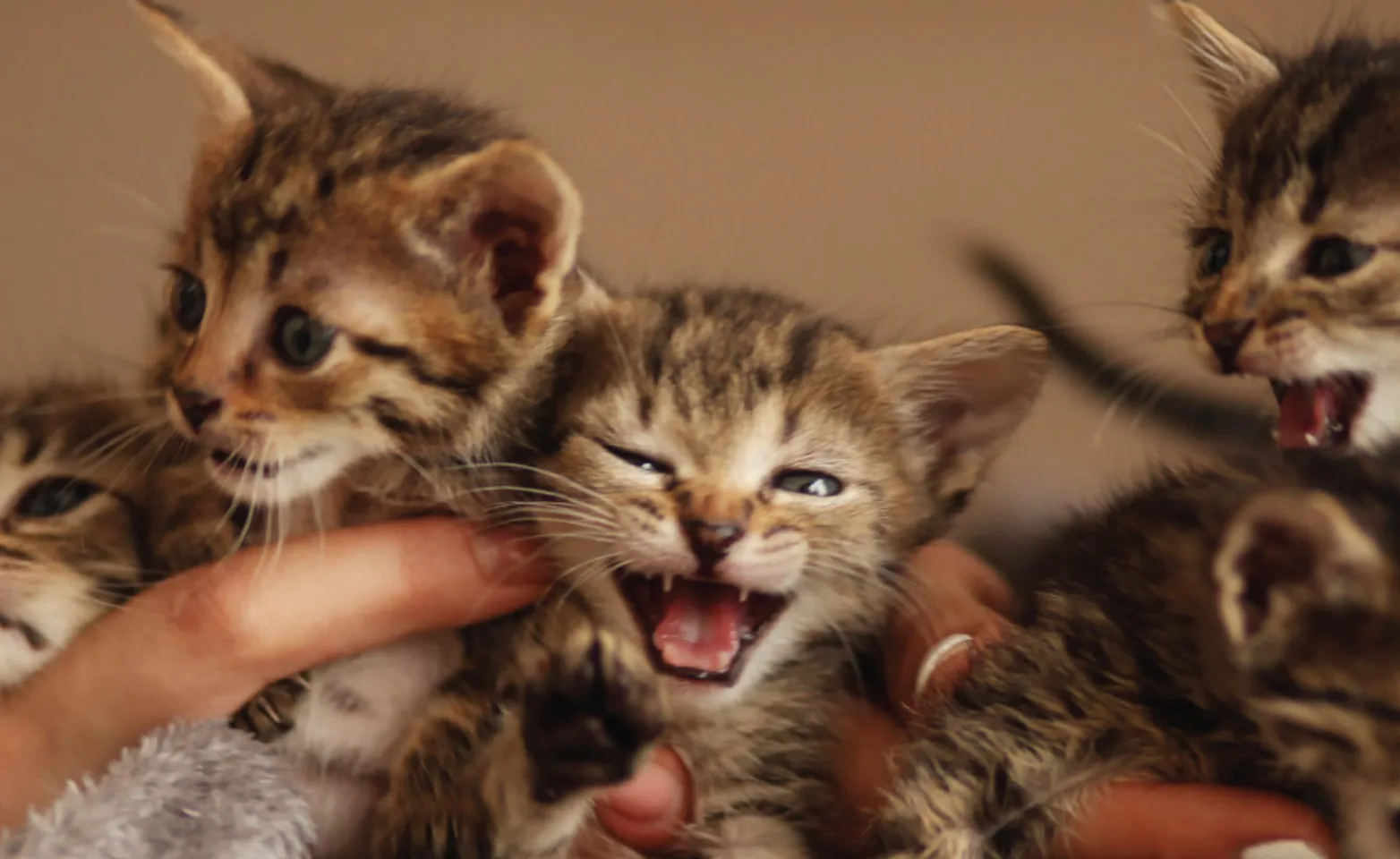 Kittens laying down wrapped in a blanket