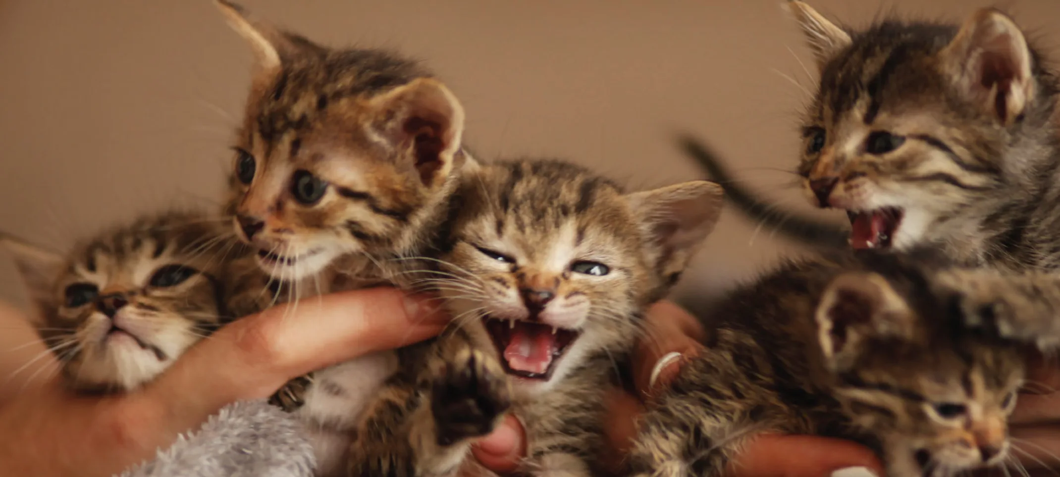 Kittens laying down wrapped in a blanket Kittens laying down wrapped in a blanket