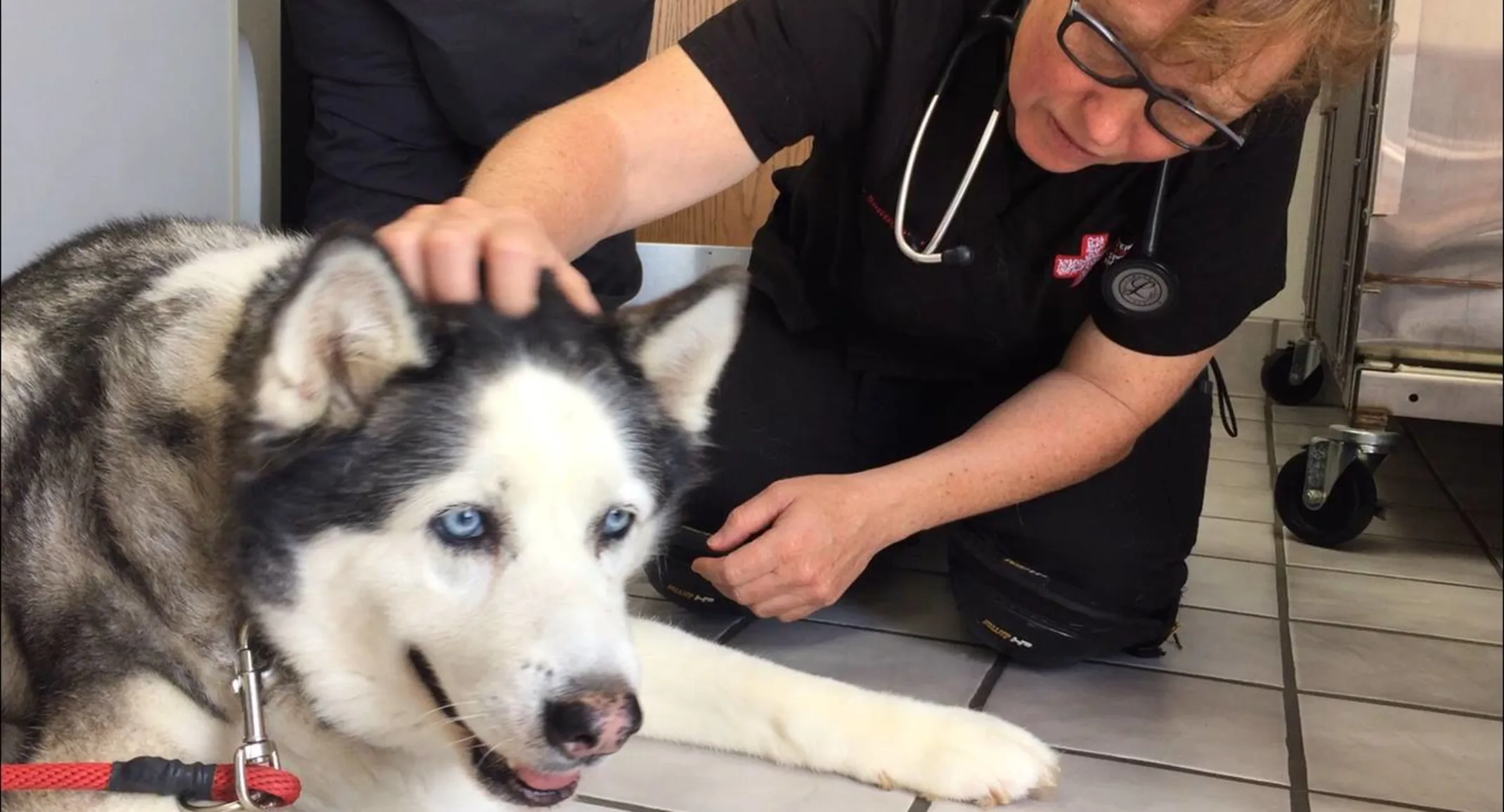 Staff with patient Bella the husky Staff with patient Bella the husky