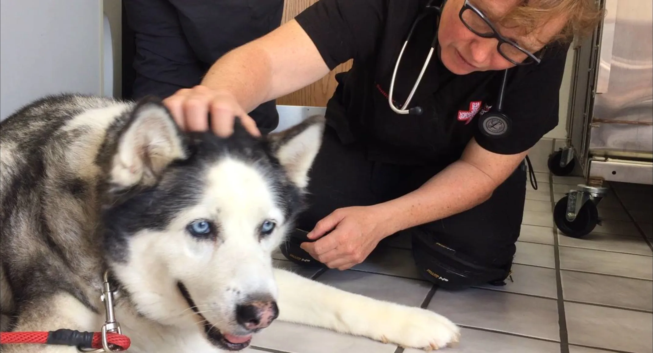 Staff with patient Bella the husky