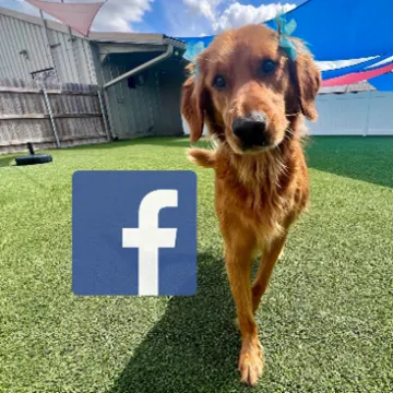 A dog walking on turf with a Facebook logo