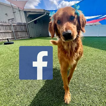 A dog walking on turf with a Facebook logo