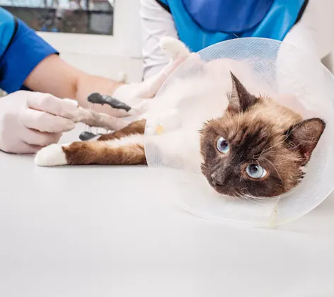 Cat with cone on exam table Cat with cone on exam table