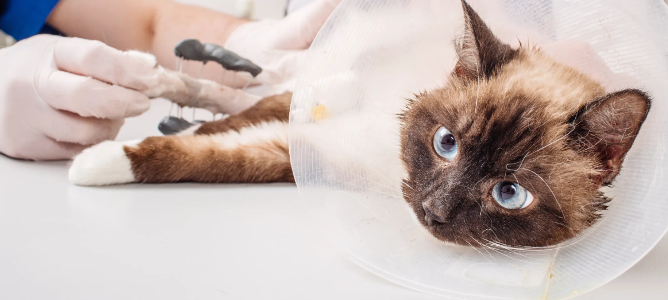 Cat with cone on exam table