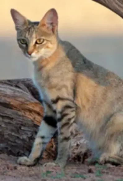 Gray Cat Sitting Next to a Desert Tree Gray Cat Sitting Next to a Desert Tree