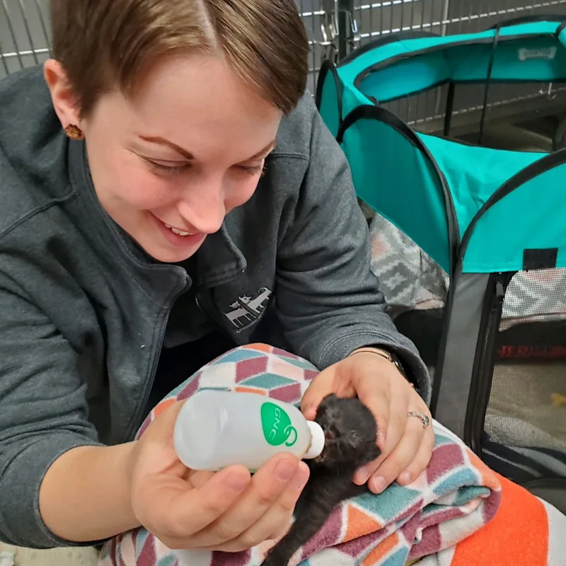 A line drawing of a dog A line drawing of a dog