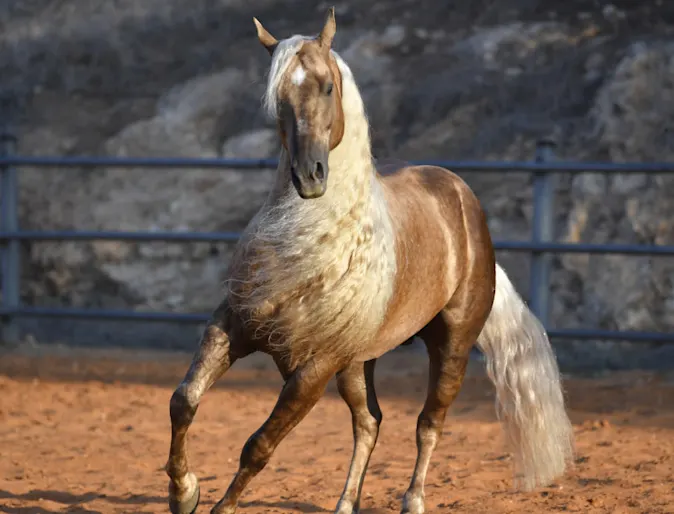 Brown horse with blonde mane standing in dusty pen Brown horse with blonde mane standing in dusty pen