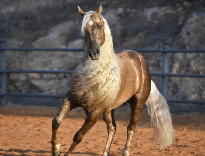 Brown horse with blonde mane standing in dusty pen