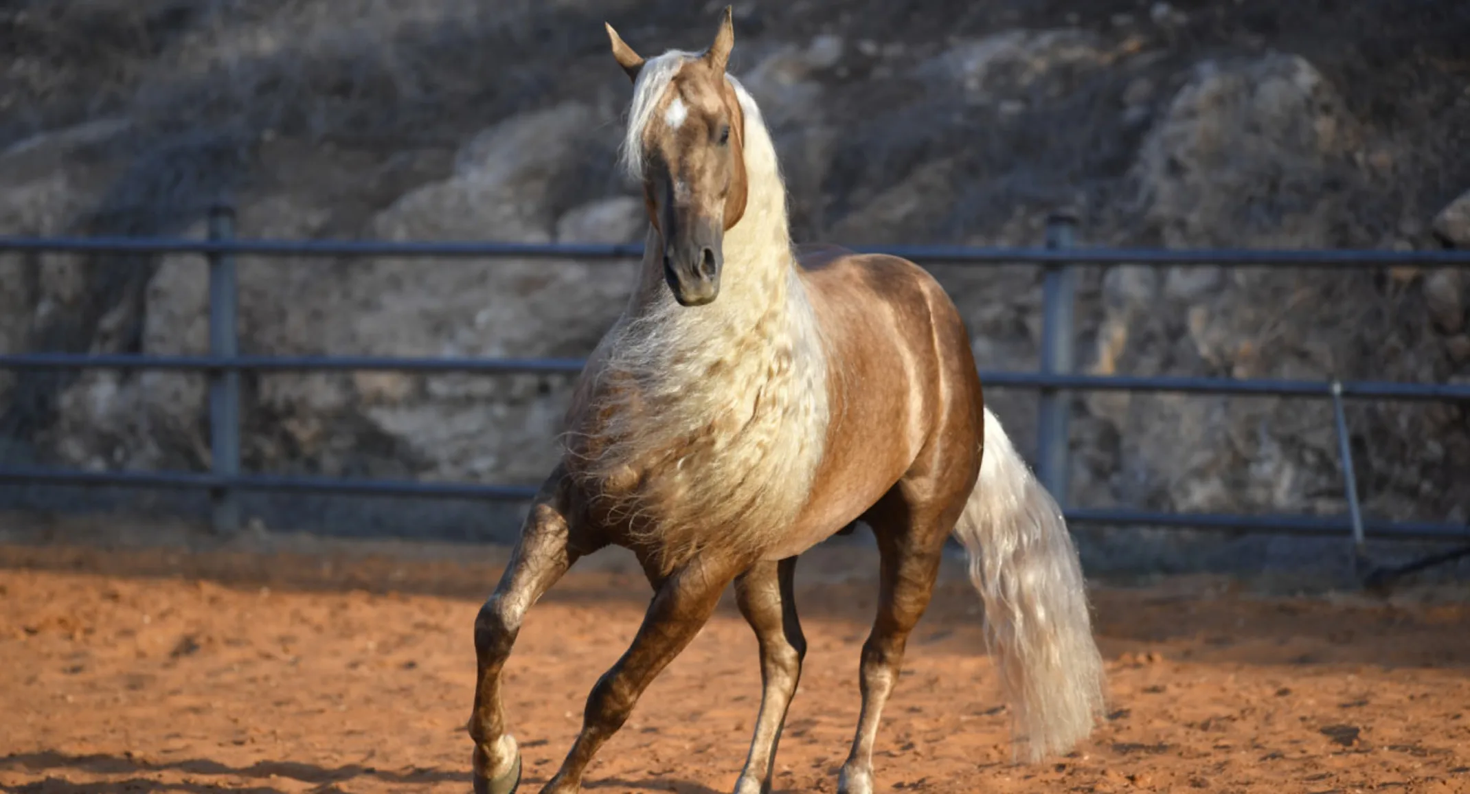 Brown horse with blonde mane standing in dusty pen