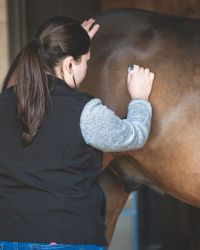 Veterinarian assessing equine patient