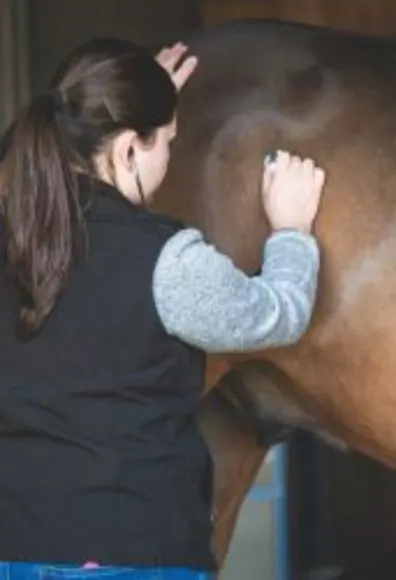 Veterinarian assessing equine patient Veterinarian assessing equine patient