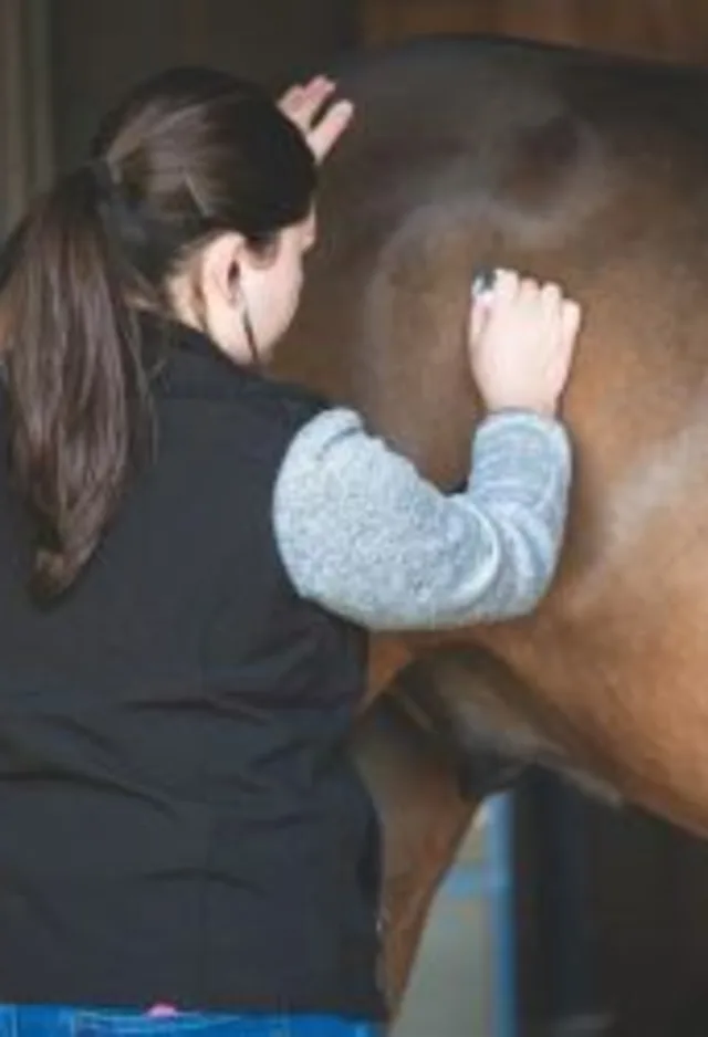 Veterinarian assessing equine patient Veterinarian assessing equine patient