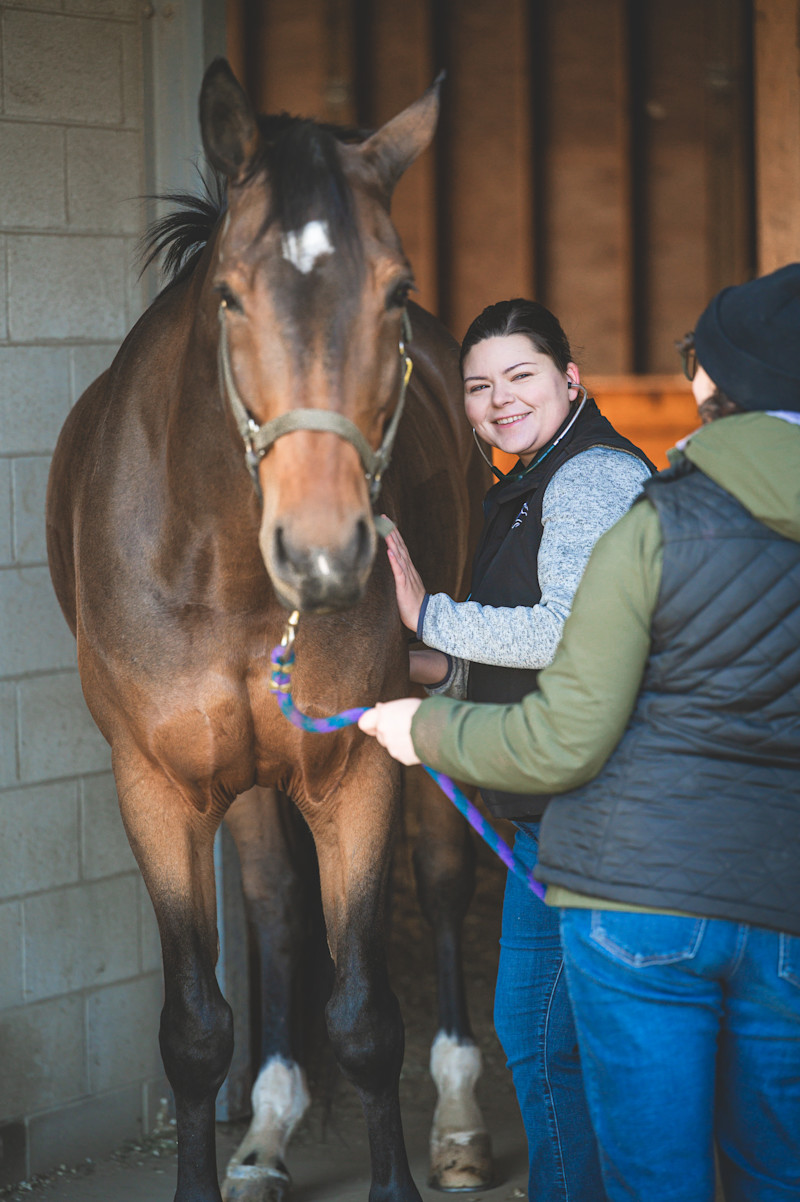 Veterinarian assessing equine patient