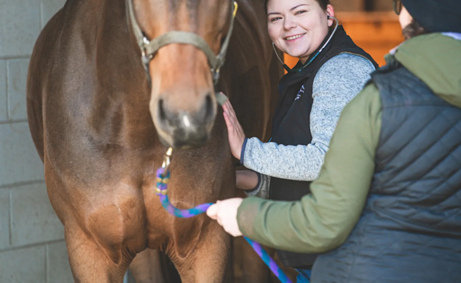Veterinarian assessing equine patient Veterinarian assessing equine patient