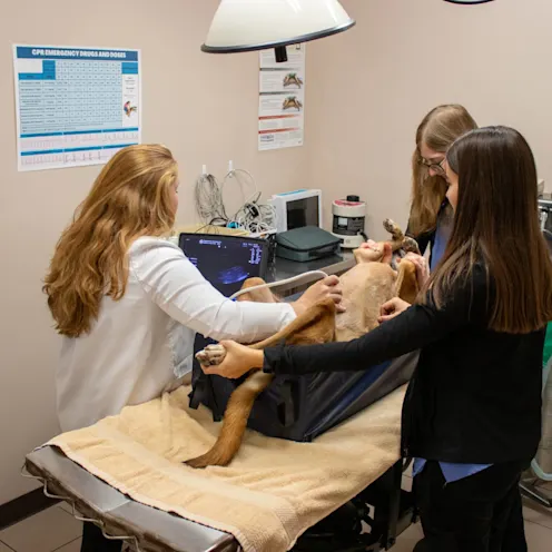 CG & CH Ultrasound CG & CH Ultrasound