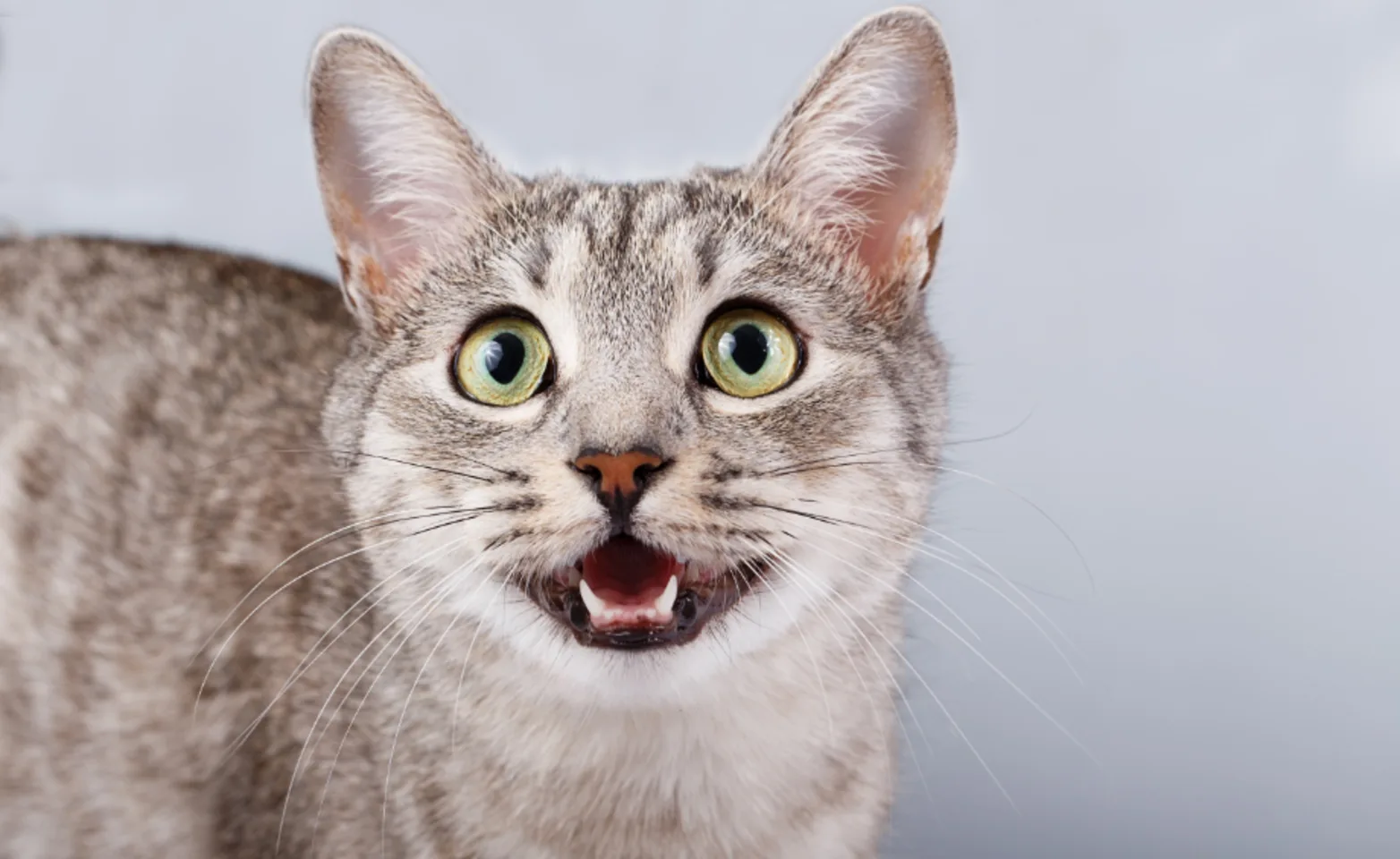 Gray cat with green eyes smiling with gray background