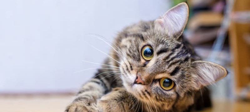 Cat laying on hardwood flooring.