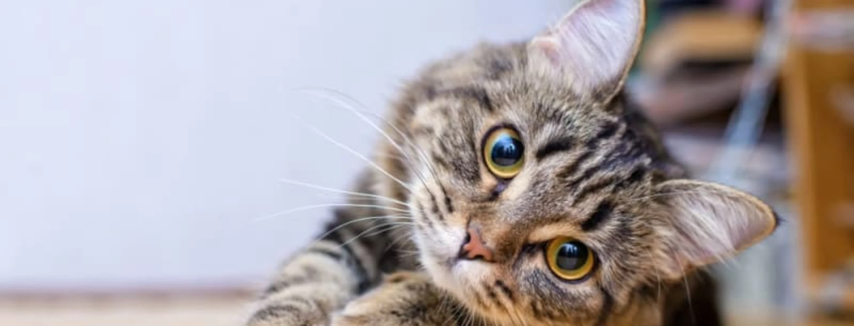Cat laying on hardwood flooring. Cat laying on hardwood flooring.