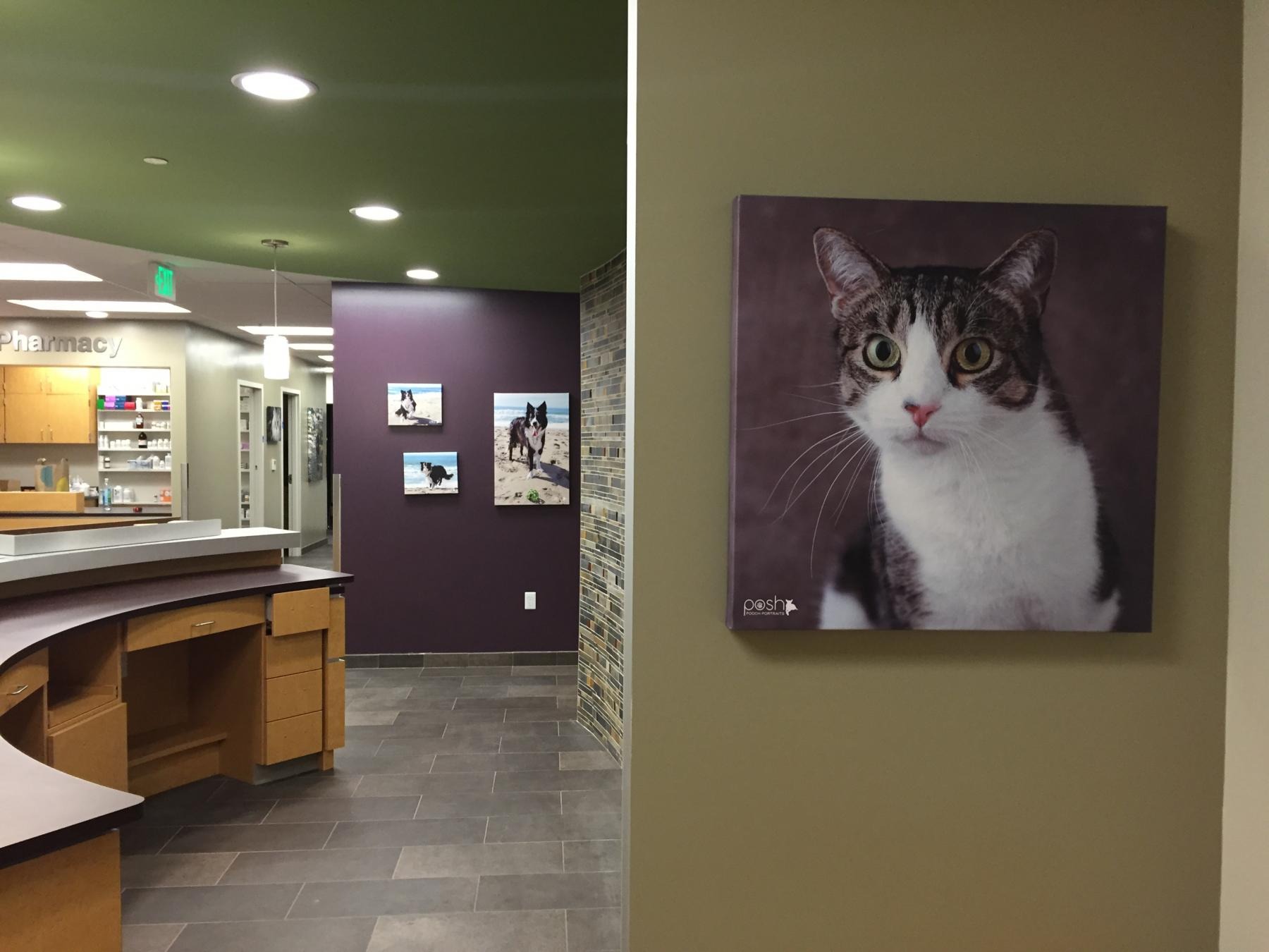 Reception with cat potrait
