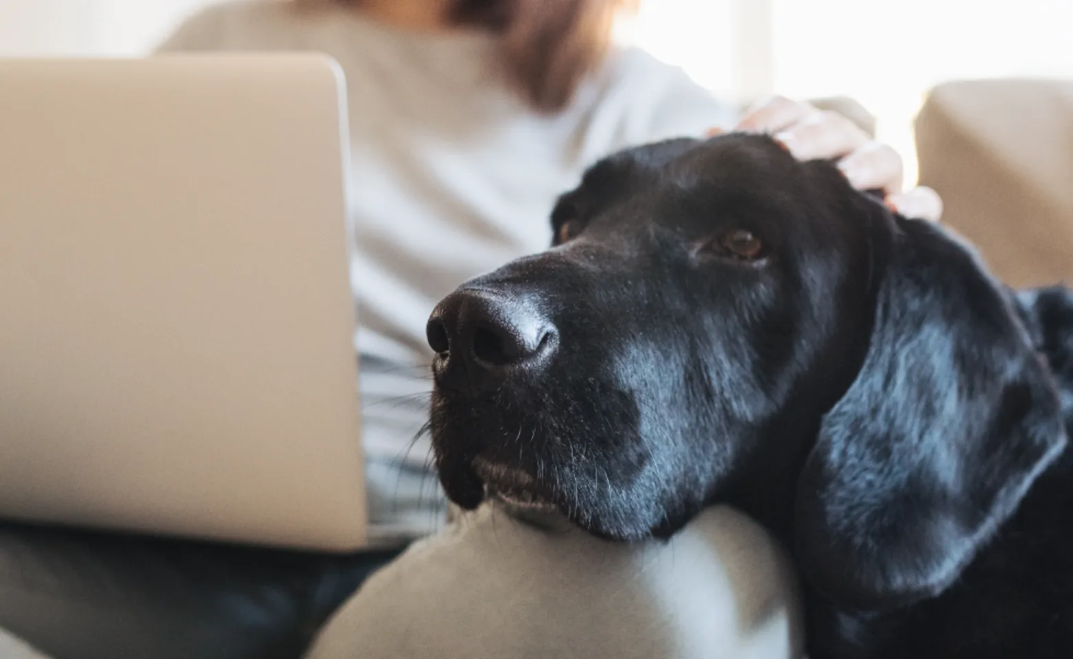 Dog laying on couch with laptop on woman's lap Dog laying on couch with laptop on woman's lap