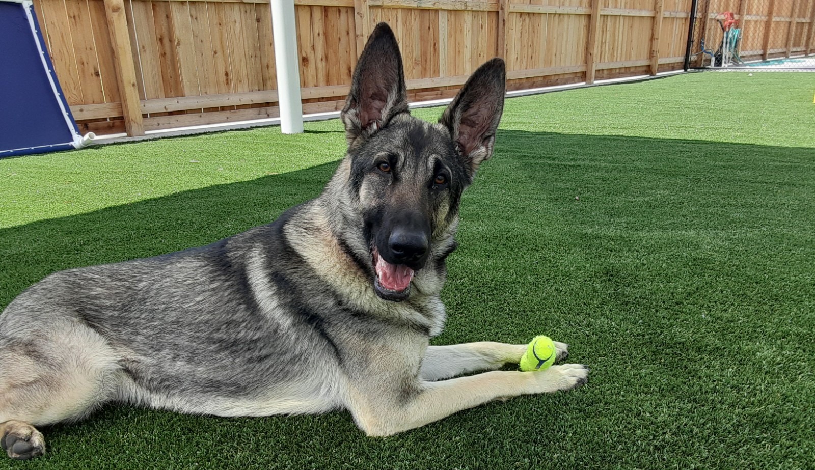 Dog laying down with tennis ball
