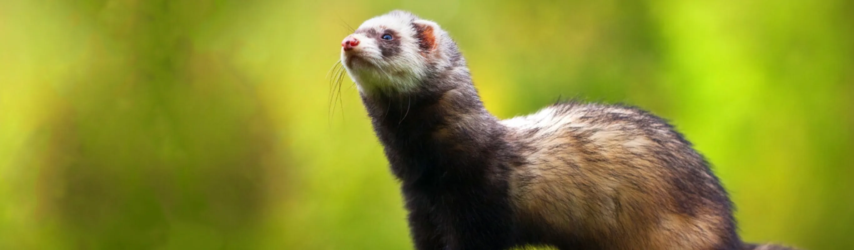 Ferret with blurry green background