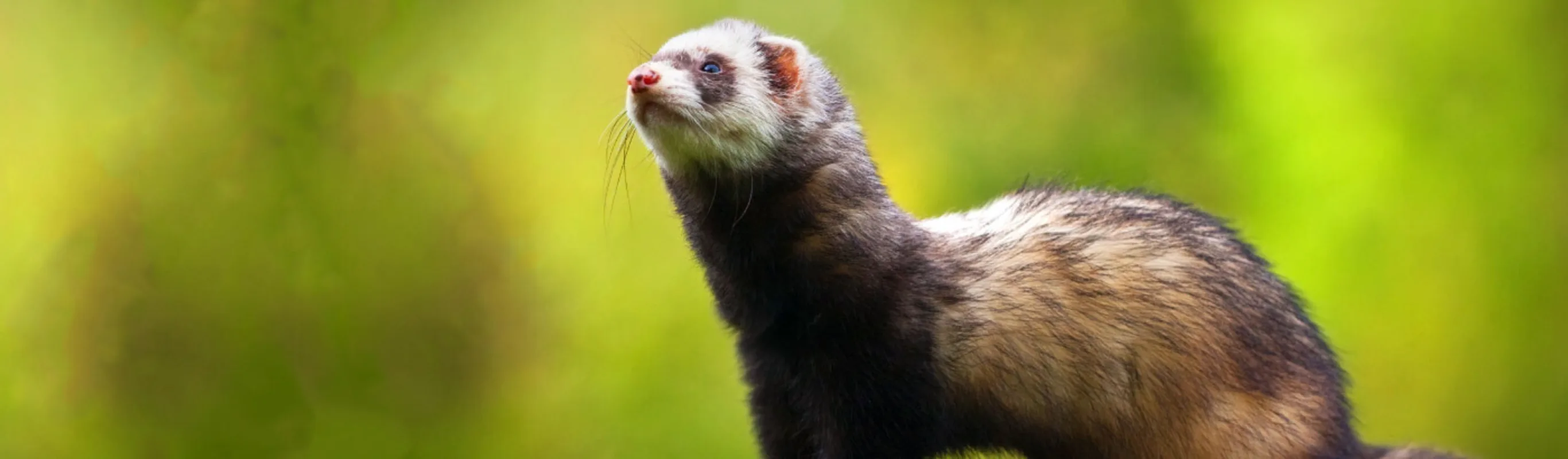 Ferret with blurry green background