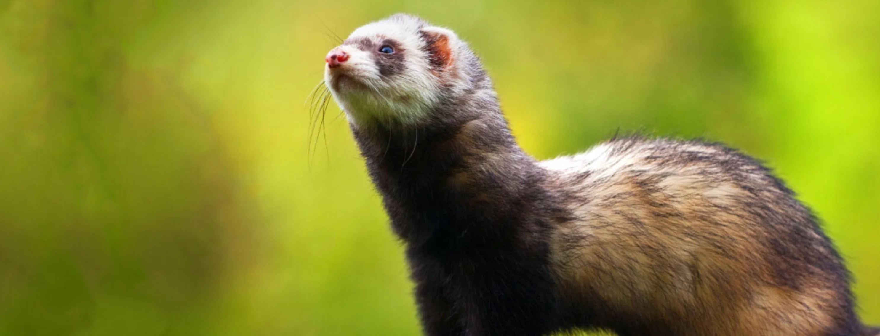 Ferret with blurry green background Ferret with blurry green background