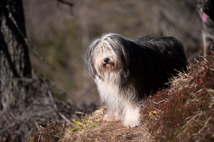 A dog with overgrown hair stands in a forest.