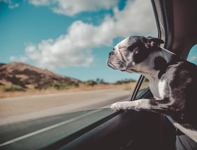 Dog with eyes closed starring out the window Dog with eyes closed starring out the window