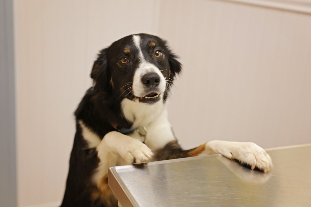 Dog on Table at Ferry Farm Animal Clinic