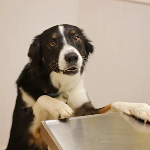 Dog on Table at Ferry Farm Animal Clinic Dog on Table at Ferry Farm Animal Clinic
