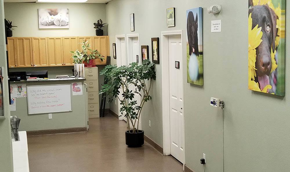 Reception desk and entrance area at Central Coast Pet Emergency Clinic