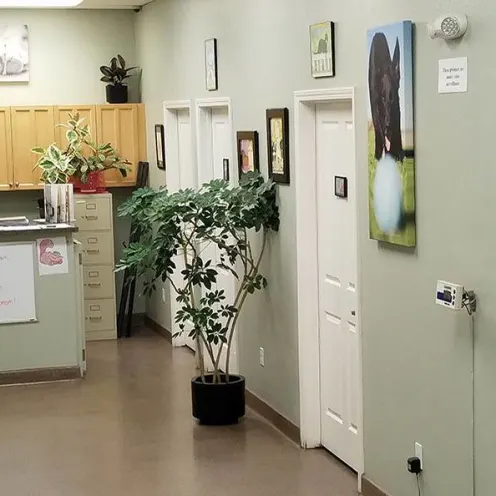 Reception desk and entrance area at Central Coast Pet Emergency Clinic