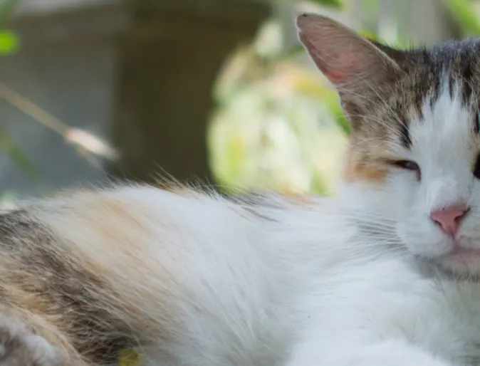 A sleep cat laying down A sleep cat laying down