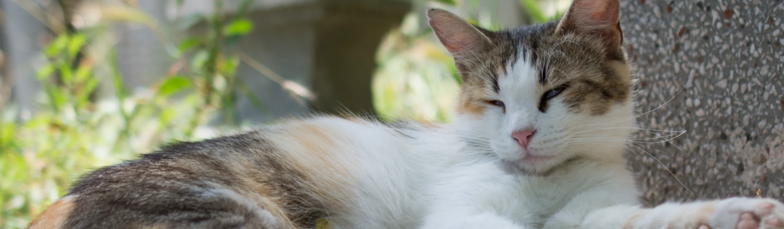 A sleep cat laying down A sleep cat laying down