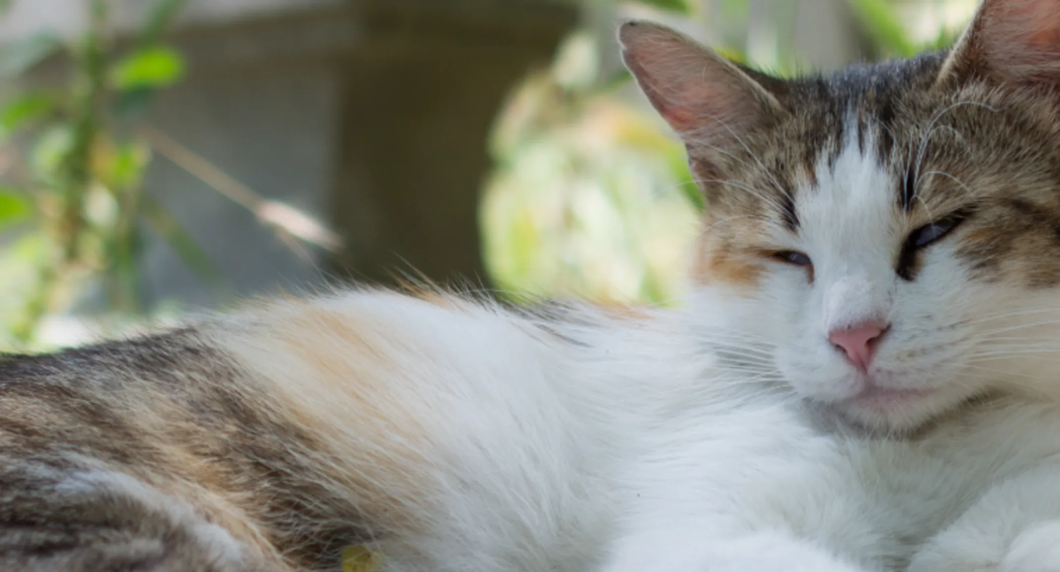 A sleep cat laying down A sleep cat laying down