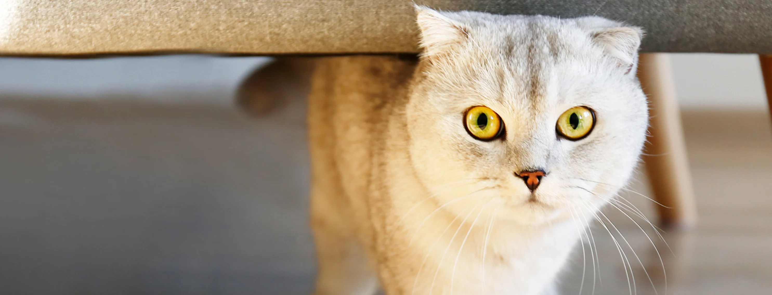 Light gray cat under the couch