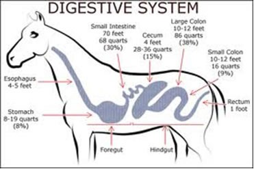 Digestive system illustration