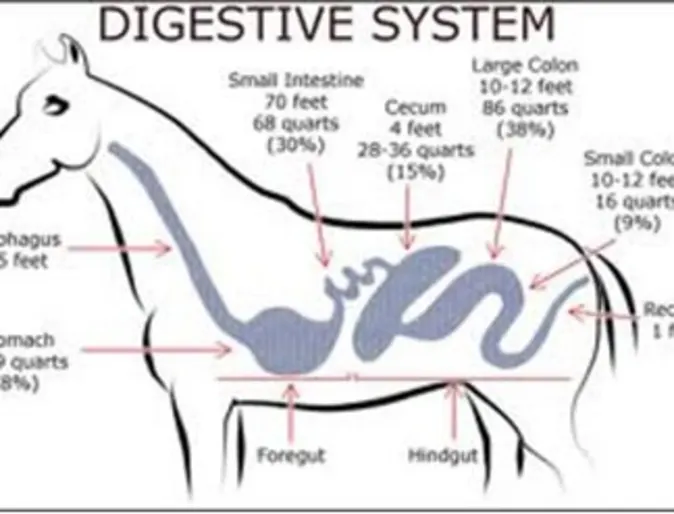 Digestive system illustration Digestive system illustration