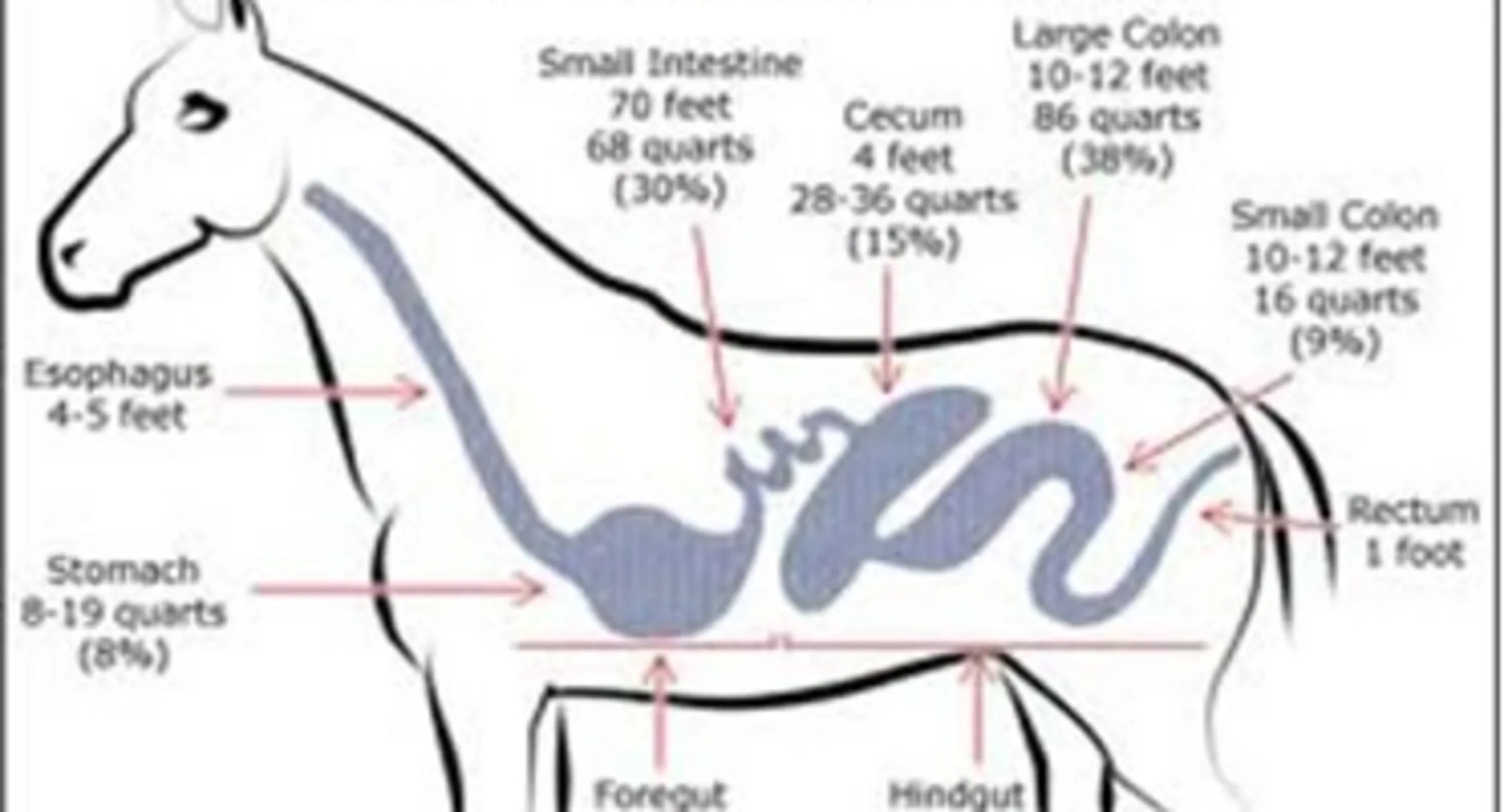 Digestive system illustration Digestive system illustration