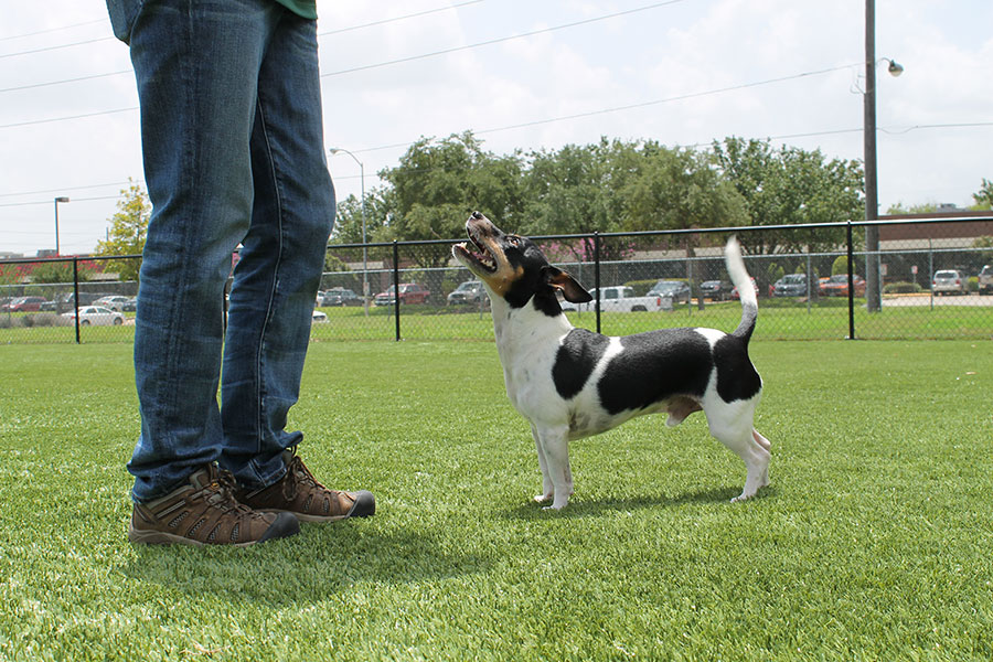 Black and white small dog with trainer