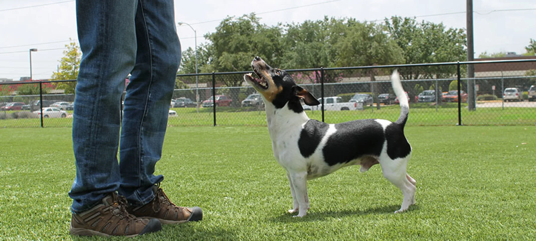 Black and white small dog with trainer Black and white small dog with trainer