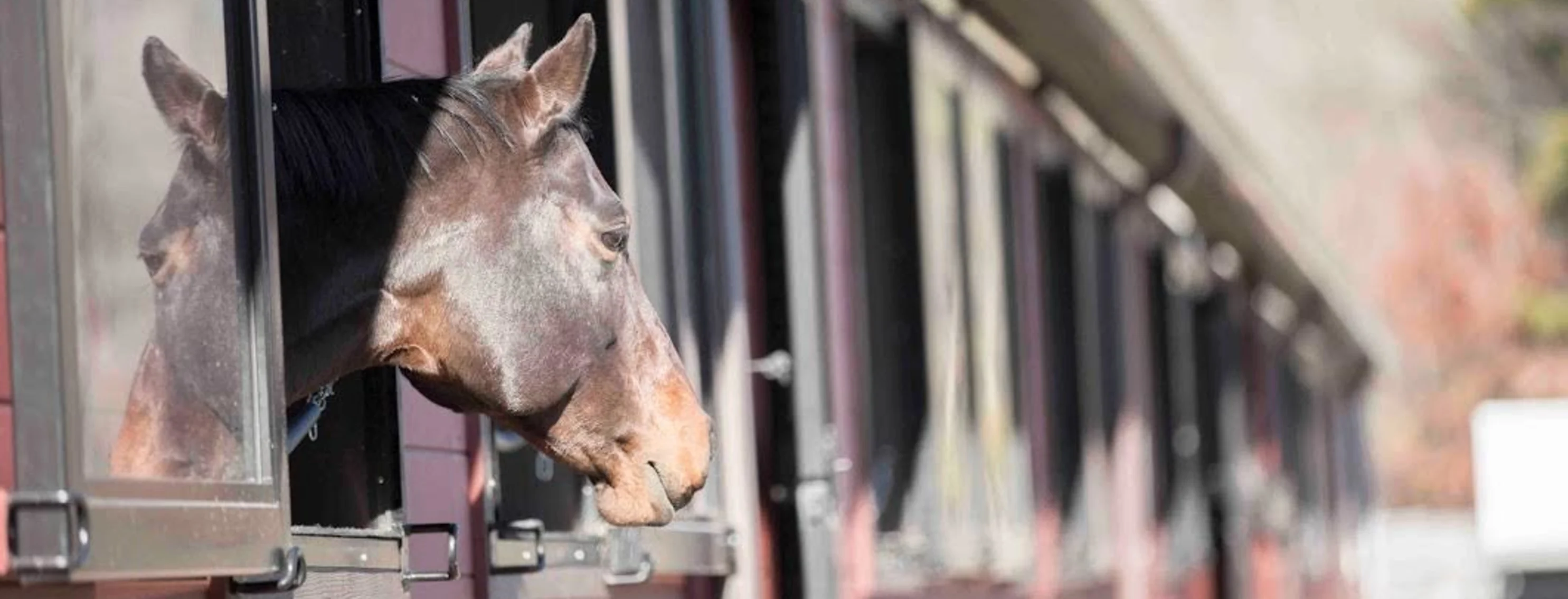 Horse sticking head out of window of a barn Horse sticking head out of window of a barn