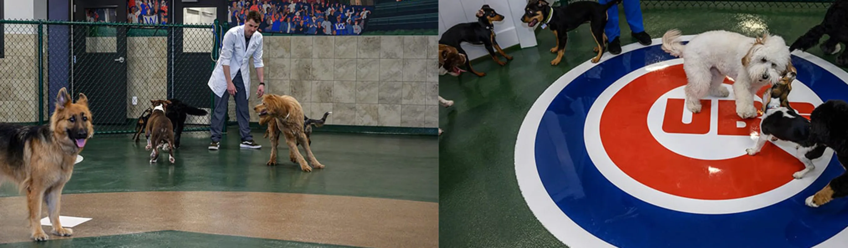 Two images of staff playing with dogs in the daycare room Two images of staff playing with dogs in the daycare room