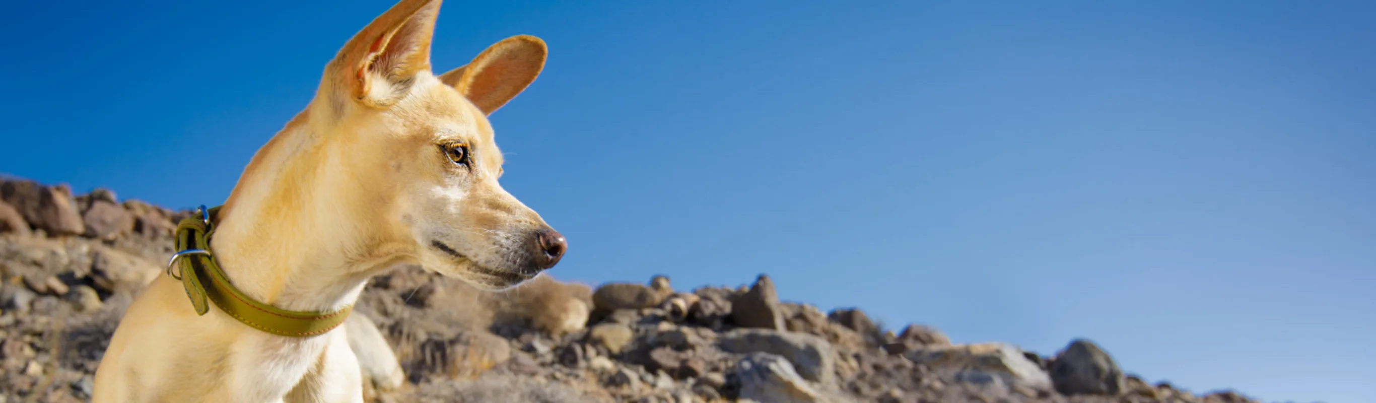 Small brown dog sitting on rocky hill